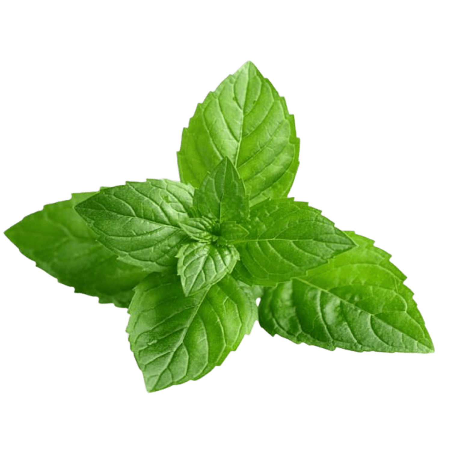Peppermint