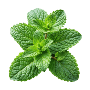 Garden Mint