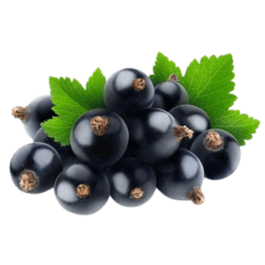 Black Currant