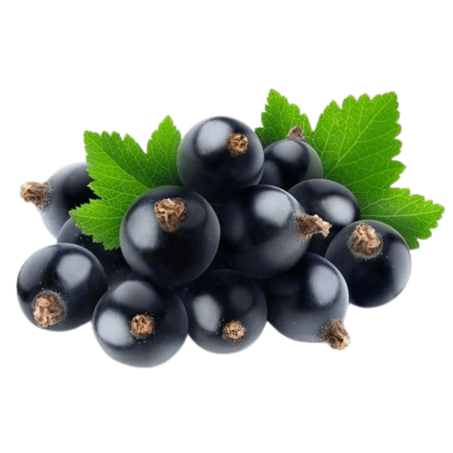 Black Currant