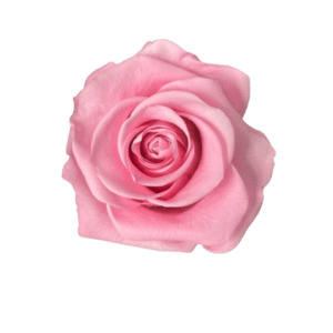 Rose water